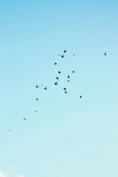 A flock of soaring pigeons in the sky. Stock Photos