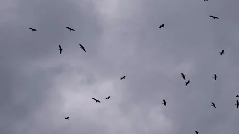 A flock of soaring storks Stock Footage 307062001