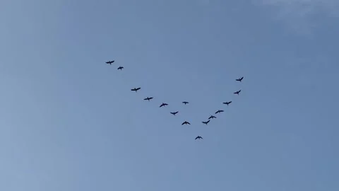 Flock Soars in V Formation, Blue Sky Stock Footage 257582351