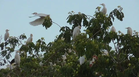 A flock of some white egrets roost 스톡 동영상 40027818