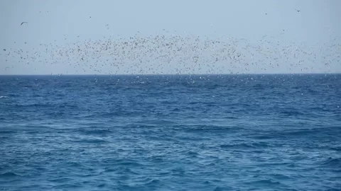 Flock of sooty gulls diving and feeding on fish baitball in ocean Stock Footage 194953477