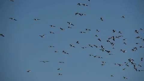 Flock of sooty gulls hovering in the sky Stock Footage 194951495