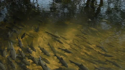 Flock of Soro Brook Carp Fish in clean river at Chiangmai, Thailand. Stock Footage