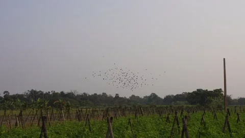 A flock of sparrow are flying Stock Footage 304059545