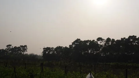 The flock of the sparrow are hiding Stock Footage 304059244