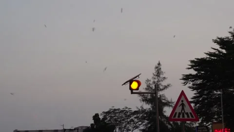 Flock of sparrow birds fly Vídeo Stock 328515402