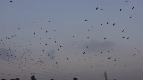 Flock of sparrow birds flying Stock-Footage 328515964