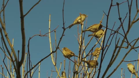 Flock of sparrow on Tree. Stock Footage 144269389