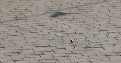A flock of sparrows and bread crust Stock Footage 96334576