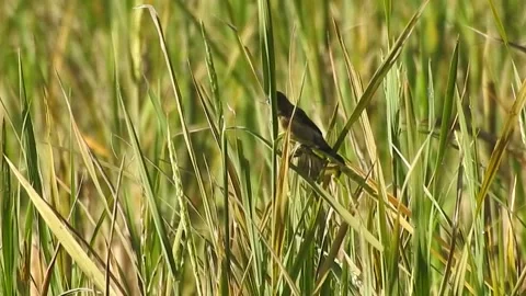 Flock of Sparrows and Munias Feeding on Rice Grains in the Field Stock Footage 308464005