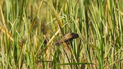 Flock of Sparrows and Munias Feeding on Rice Grains in the Field Stock Footage 308465607