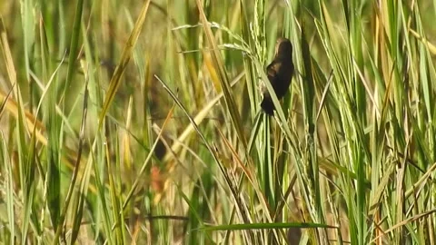Flock of Sparrows and Munias Feeding on Rice Grains in the Field Stock Footage 308465616