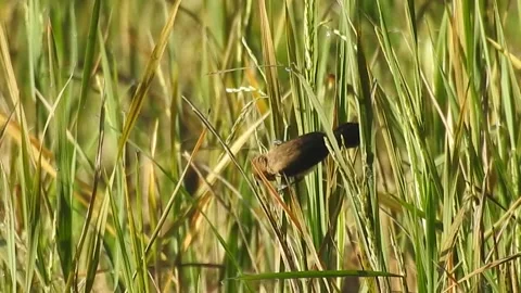 Flock of Sparrows and Munias Feeding on Rice Grains in the Field Stock Footage 308465663
