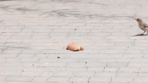 A flock of sparrows arrives and eats bread Stock Footage 93547707