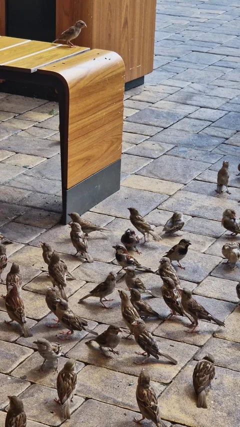 A flock of sparrows asks for food Stock Footage 323653167