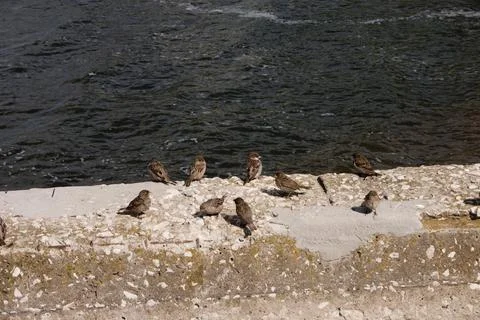A flock of sparrows on the bank of the river. Stock Photos