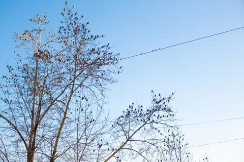 A flock of sparrows on the branches of a tree without leaves. Stock Photos