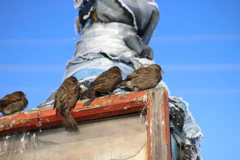 Flock of Sparrows Close-up Sitting on Old Religious Buddhist Place Stock Photos