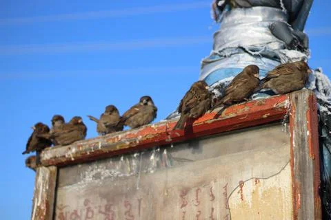 Flock of Sparrows Close-up Sitting on Old Religious Buddhist Place Stock Photos