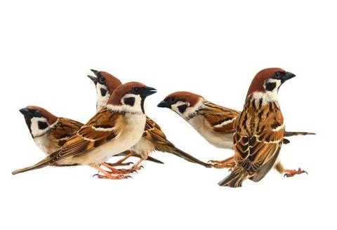 Flock of sparrows in dynamics isolated Stock-Fotos