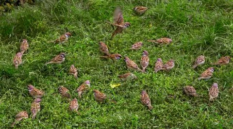 A flock of sparrows eating in the grass. Stock Photos