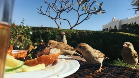 A flock of sparrows eats a hamburger from a plate Stock Footage 101044353