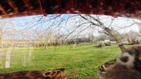 Flock of Sparrows Feeding at Bird Feeder, Winter Garden POV, Latvia Stock Footage 340867381