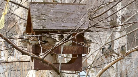 Flock of sparrows feeding in feeder in winter time and windy weather. Stock Footage 104143983