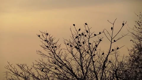 Flock of sparrows flying away from dry branches at dusk, birds on leafless tree Stock Footage 136518530