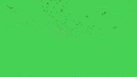 Flock of Sparrows Flying on Green Screen 01 Stock Footage 223983310