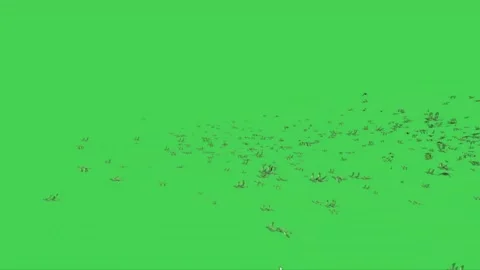 Flock of Sparrows Flying on Green Screen Stock Footage 223983375