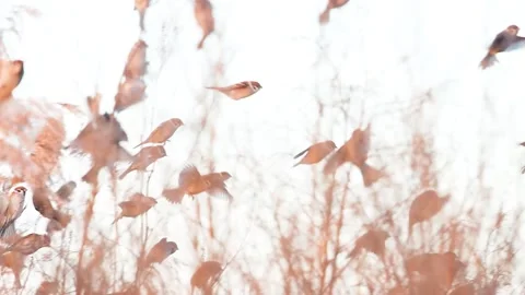 Flock of Sparrows Flying Through Dry Reeds and Landing on Branches, Slow Mot Stock Footage 319996686