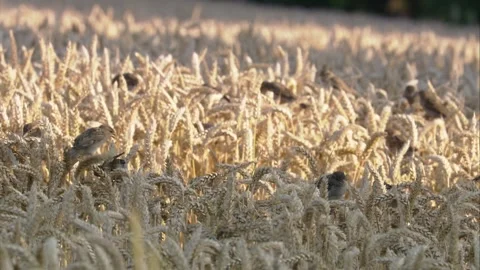 Flock of sparrows in a grain field in summer Stock Footage 278866464