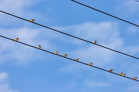 A flock of sparrows perched side by side on the power lines under the blue sk Stock-Fotos
