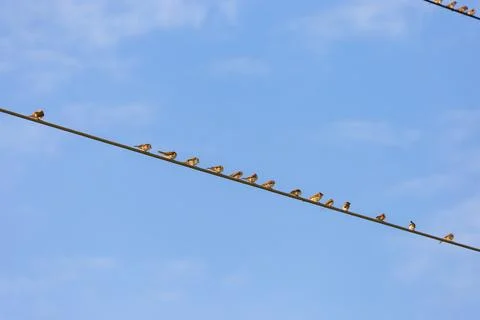 A flock of sparrows perched side by side on the power lines under the blue sk 写真素材