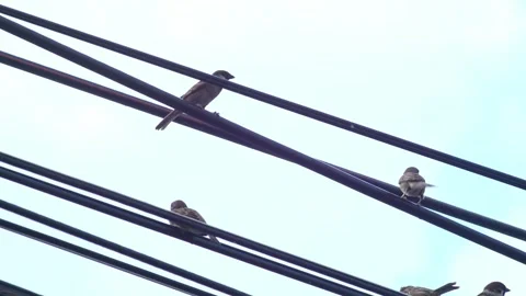 Flock of sparrows perched on tangled electrical wires against bright blue sky, Stock Footage 346377872