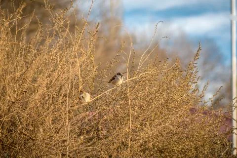 Flock of sparrows Stock Photos