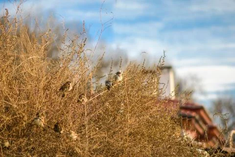 Flock of sparrows 스톡 사진