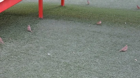 Flock of sparrows playing in urban park on playground Stock Footage 102203456