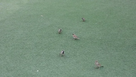 Flock of sparrows playing in urban park on playground 動画素材 104012168