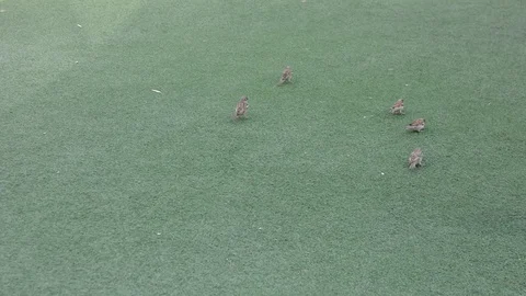 Flock of sparrows playing in urban park on playground 스톡 동영상 104012263