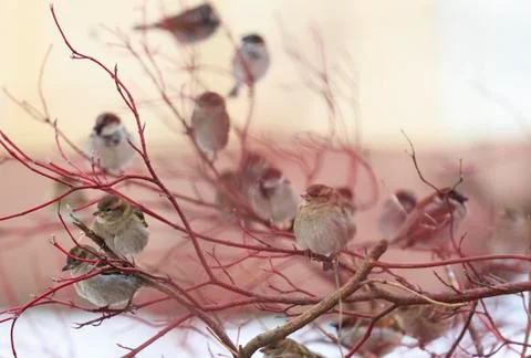 Flock of sparrows on a red branch Stock Photos