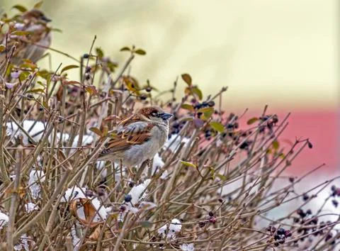 Flock of sparrows on a red branch Stock Photos