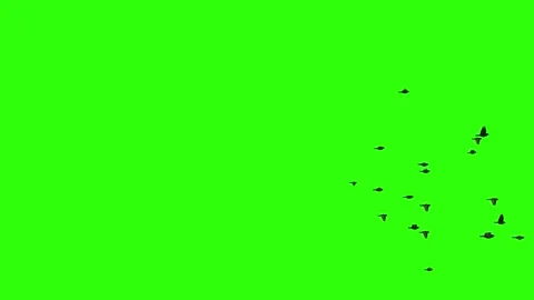 Flock of sparrows. Set of 9. Green screen. Isolated flying birds. 23,98 fps Stock Footage 205110073