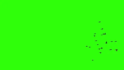 Flock of sparrows. Set of 9. Green screen. Isolated flying birds. 59,94 fps Stock Footage 205110210