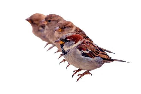 A flock of sparrows sits in a row, isolated on a white background Stock Photos