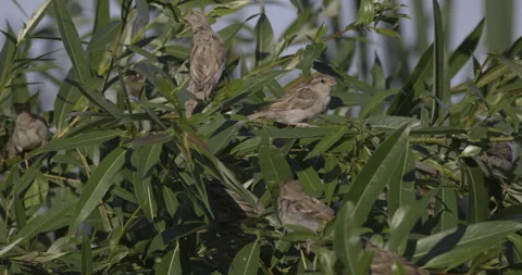 A flock of sparrows sits on a tree, 4K slomo Stock Footage 222022833