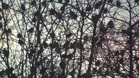 Flock of Sparrows Sitting on the Bare Branches of a Tree, Many Birds Standing Stock Footage