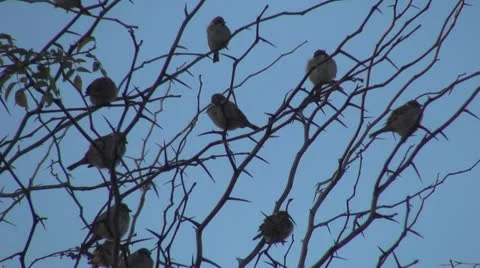 Flock of Sparrows Sitting on the Bare Branches of a Tree, Many Birds Standing Stock Footage