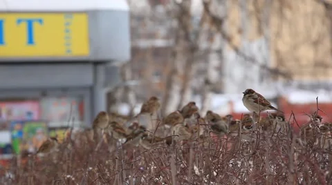 A flock of sparrows sitting on a bush. Winter Stock Footage 49109539